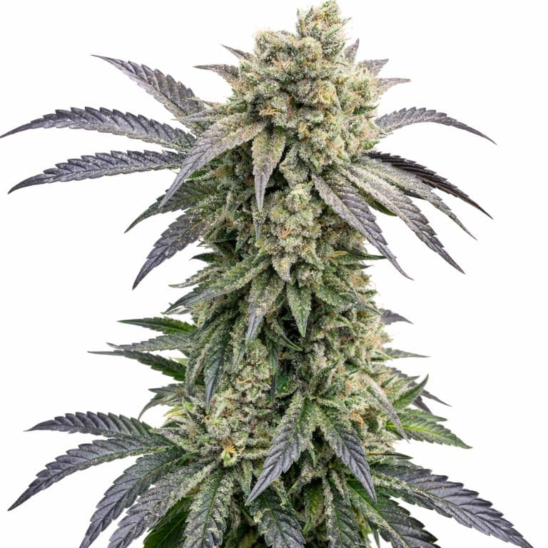 Monkey Berries cannabis seeds packaging — Royal King Seeds Canada