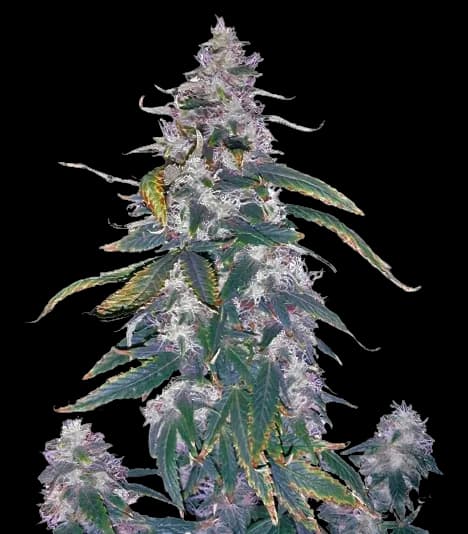 Morning Glory Feminized