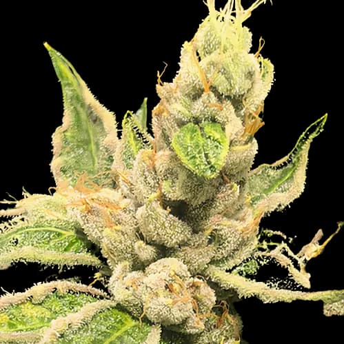 Motavation Autoflower