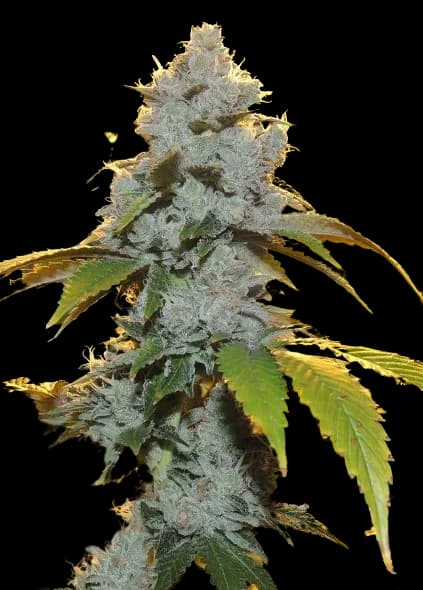 Motorbreath #15 Feminized