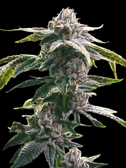 Ms. Universe Feminized