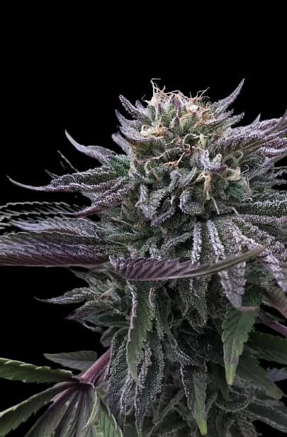 Mt. Rainier cannabis seeds packaging — Royal King Seeds Canada