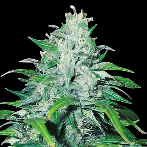 Neptune Kush Autoflower