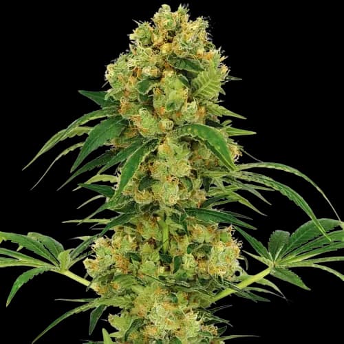 Neptune OG Autoflower