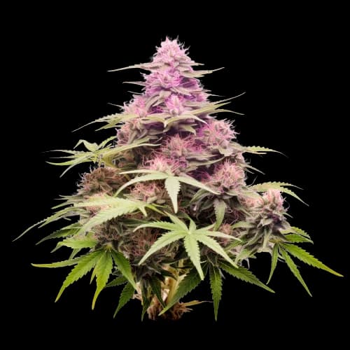Nicole Kush Feminized