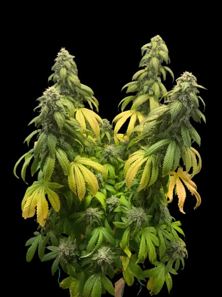 Night Terror OG Feminized