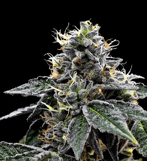 Night Train Autoflower