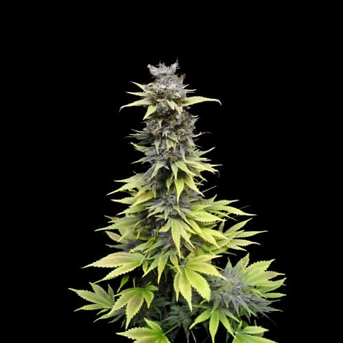 Nordle CBD Feminized
