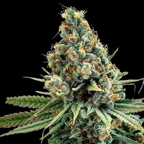 North American cannabis seeds packaging — Royal King Seeds Canada
