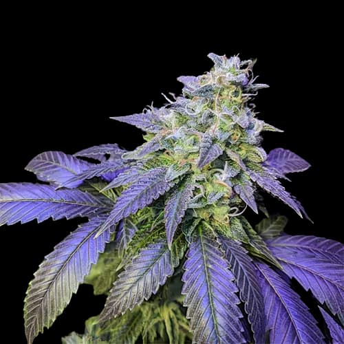 Northern Berry Feminized