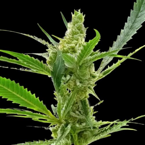 Northern Cream Autoflower