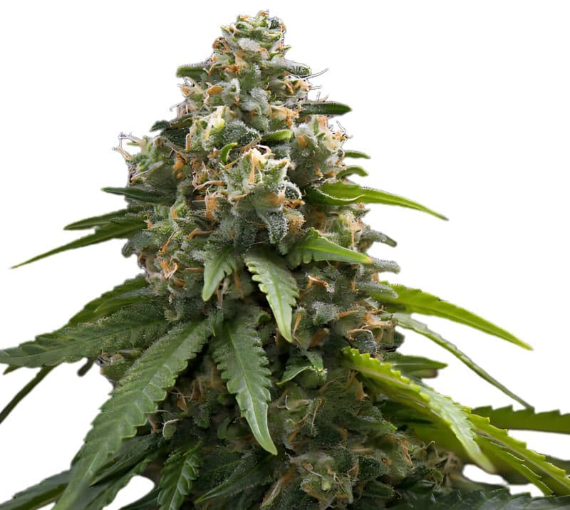 Northern Sunrise Feminized