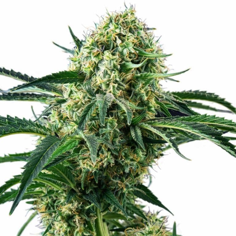 Northern Wreck cannabis seeds packaging — Royal King Seeds Canada