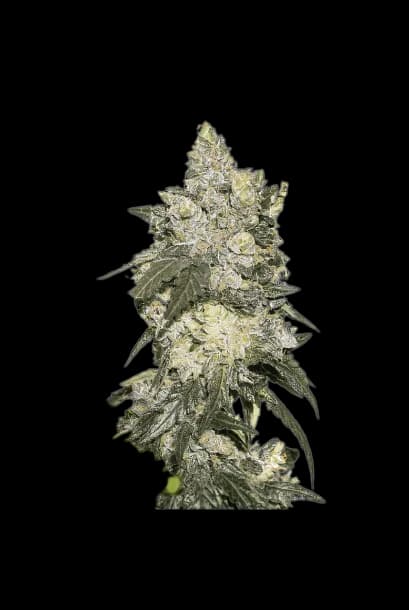 Nuclear Cookies Feminized