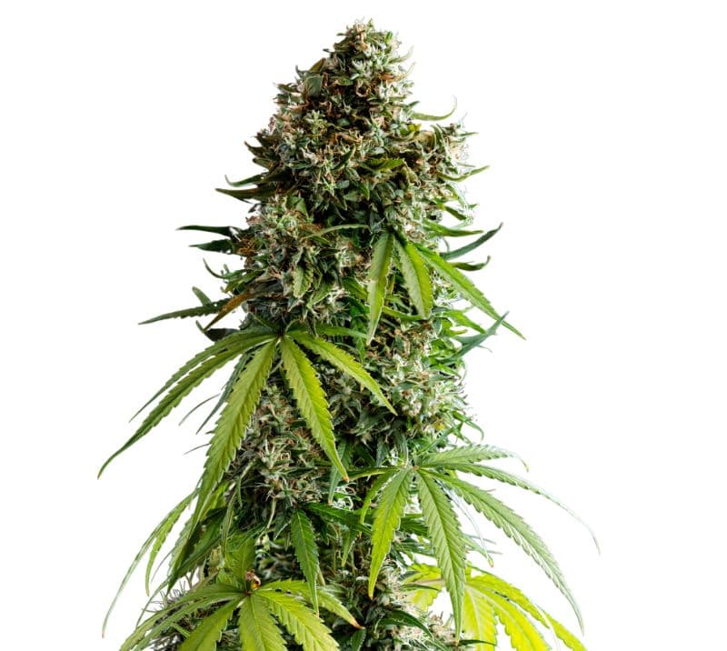 NYC Sour Diesel Autoflower