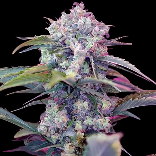 OG Diesel Kush Autoflower