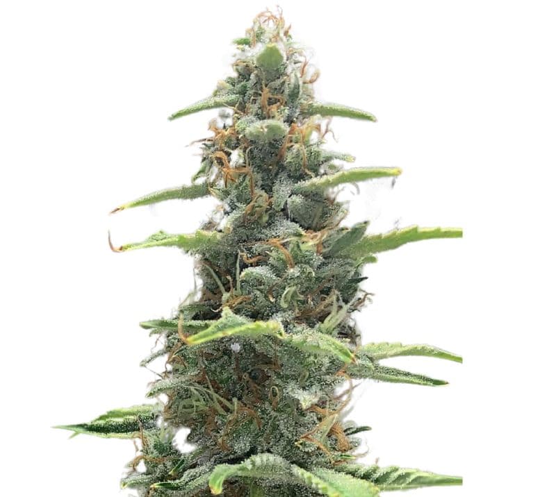 OG LA Affie cannabis seeds packaging — Royal King Seeds Canada