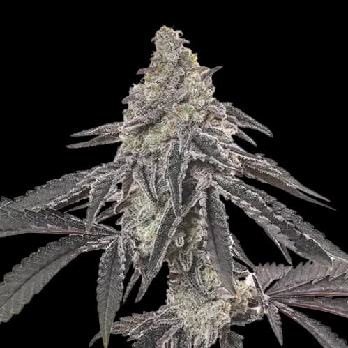 Ogre Berry Autoflower