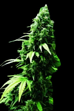 Ogre Feminized