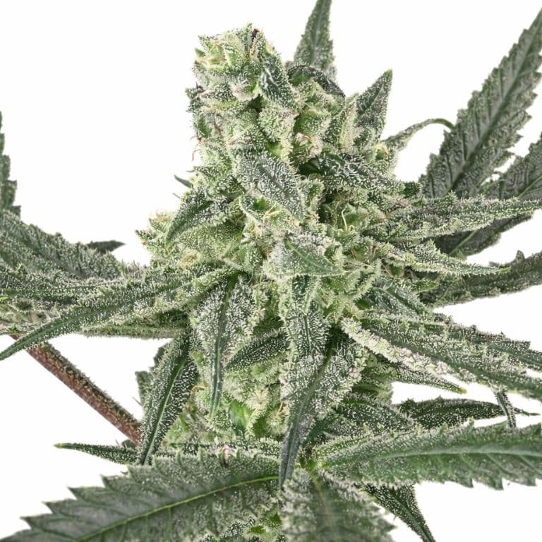 Old School OG Feminized