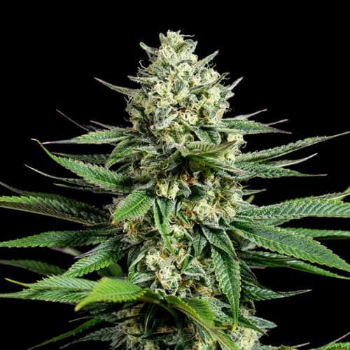 Opal OG Kush Feminized