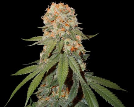 Orange Bud Autoflower