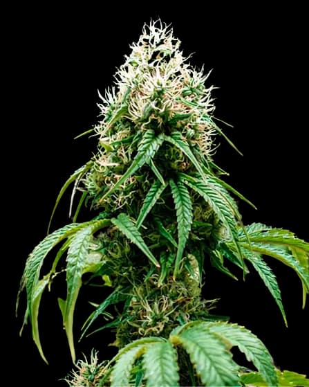Orange Crush Feminized
