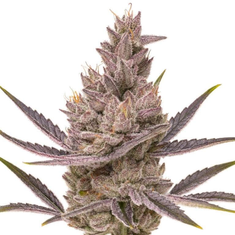 Orange Kush Cake Feminized