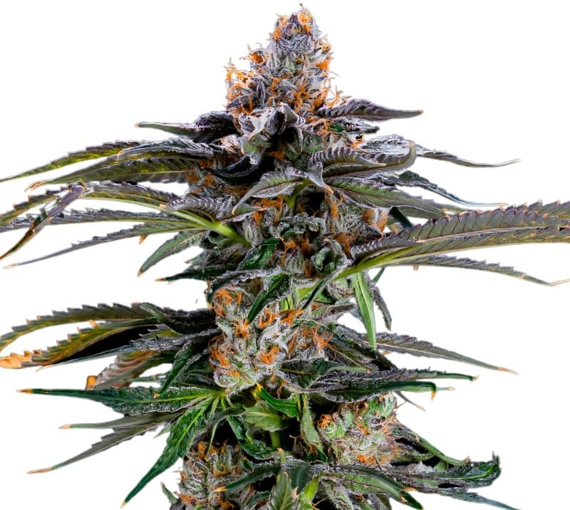 Orange Kush Feminized