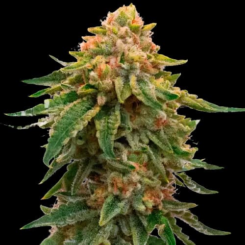 Orange Skunk Feminized