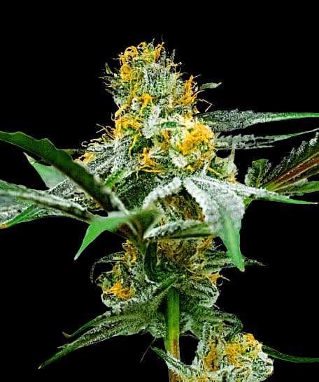 Oregon Peach Feminized