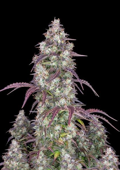 Original Lemon Pie Feminized