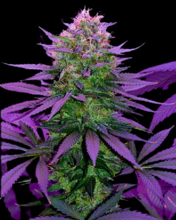 Overlord OG Feminized