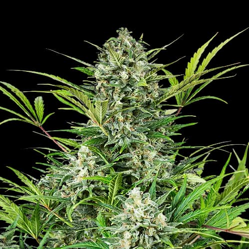 Pacific Blue Feminized