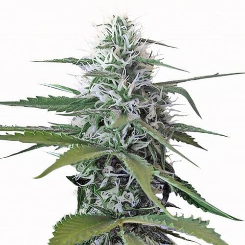 Painkiller XL Feminized