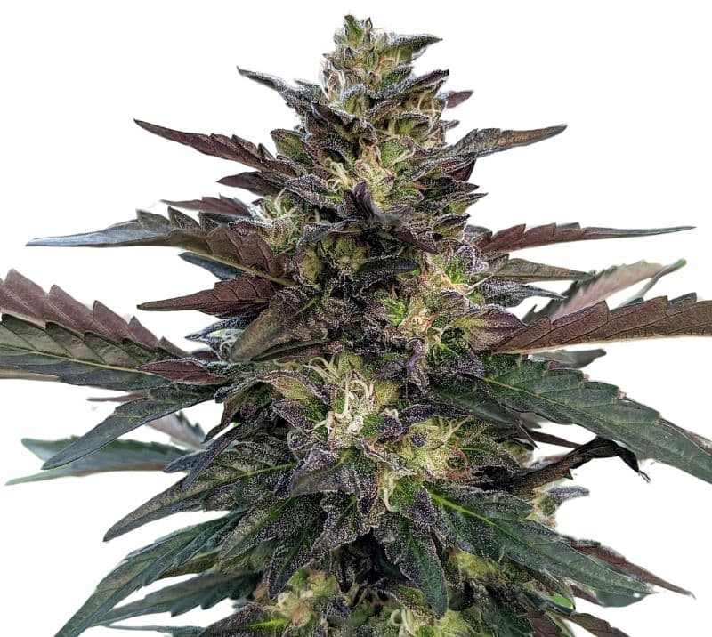 Pakistan Valley Kush Autoflower