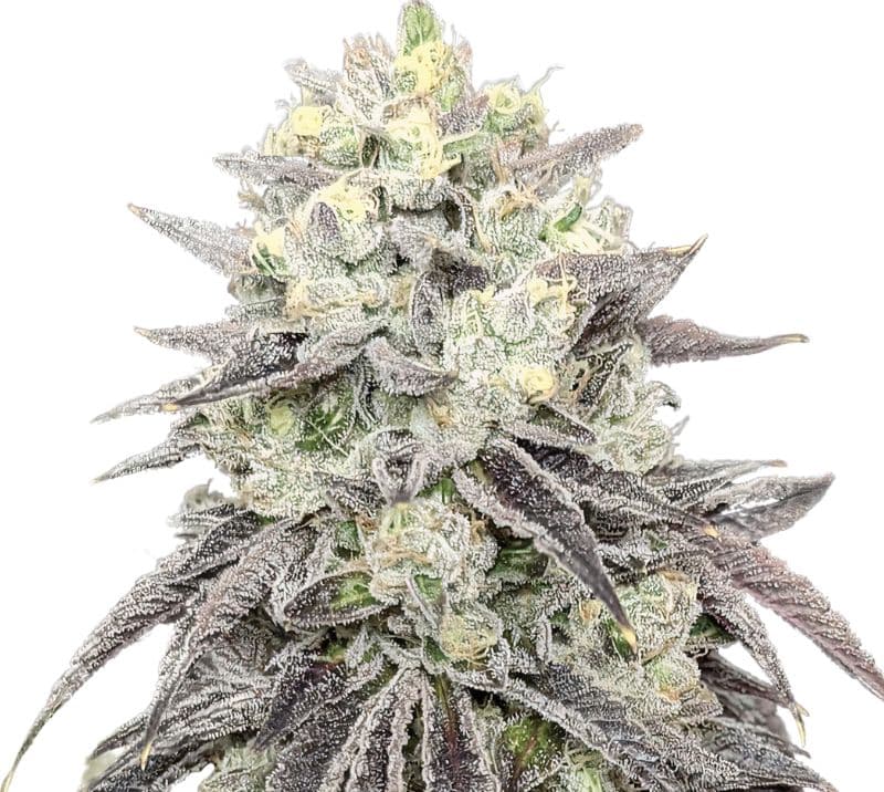 Pakistani Chitral Kush Autoflower