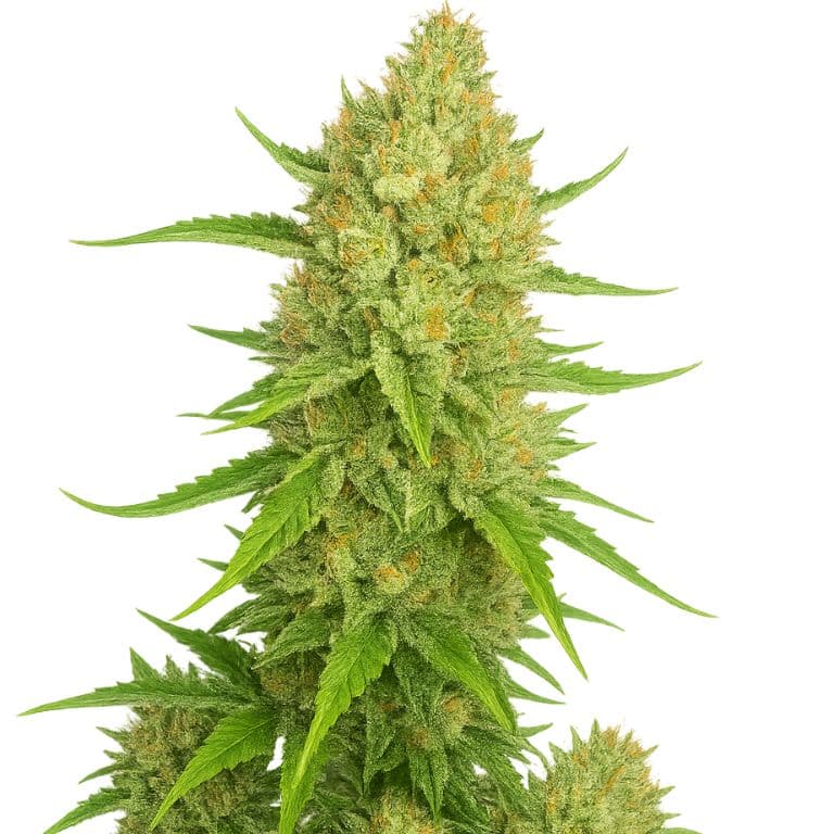 Papaya Cookies Autoflower