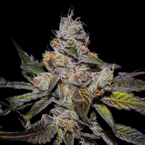 Peanut Butter Breath Feminized
