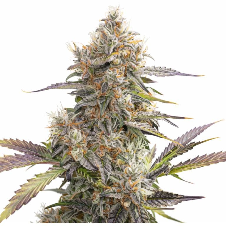 Pennywise CBD Feminized