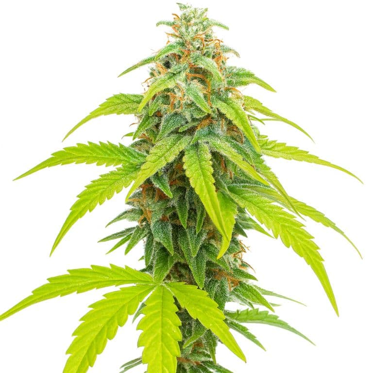 Pina Colada cannabis seeds packaging — Royal King Seeds Canada