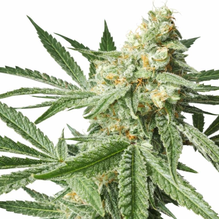 Pineapple Chunk Feminized