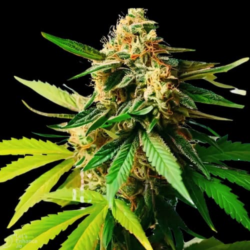 Pineapple Diesel Feminized