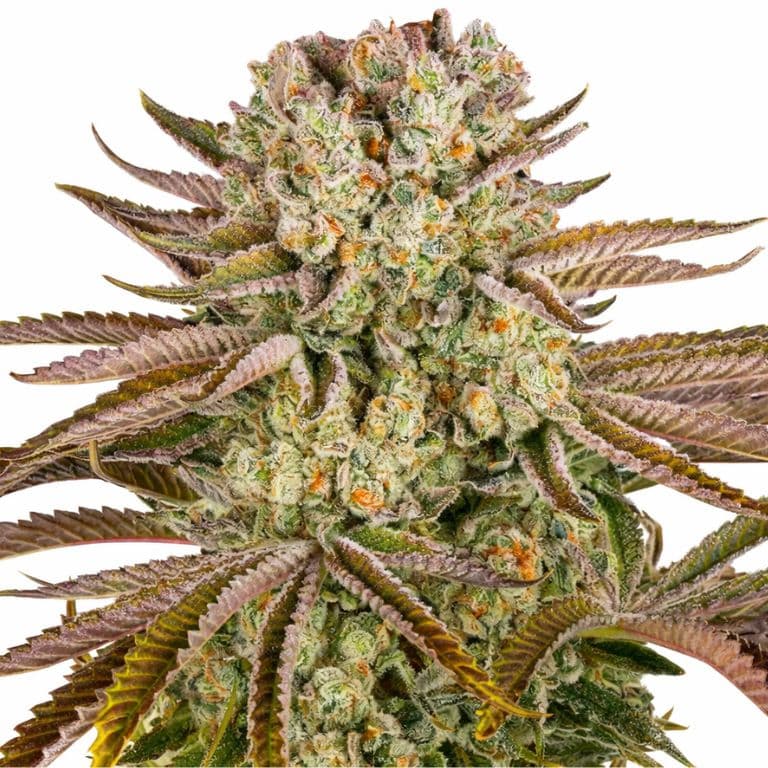 Pineapple Express cannabis seeds packaging — Royal King Seeds Canada