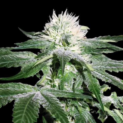 Pineapple Mayhem Autoflower