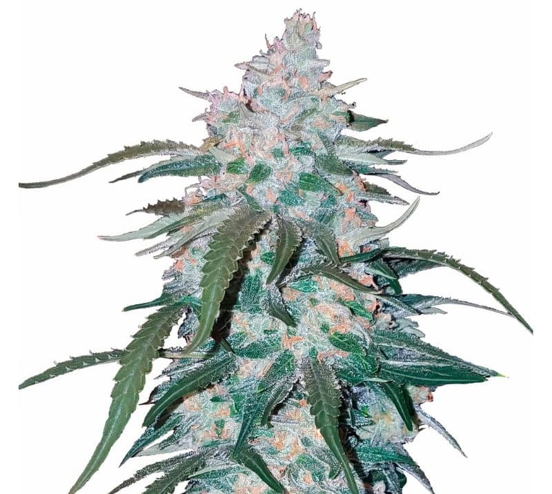 Pineapple Thai cannabis seeds packaging — Royal King Seeds Canada