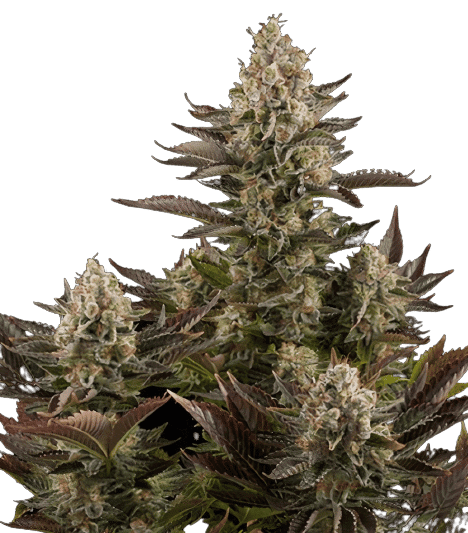 Pink Mango cannabis seeds packaging — Royal King Seeds Canada