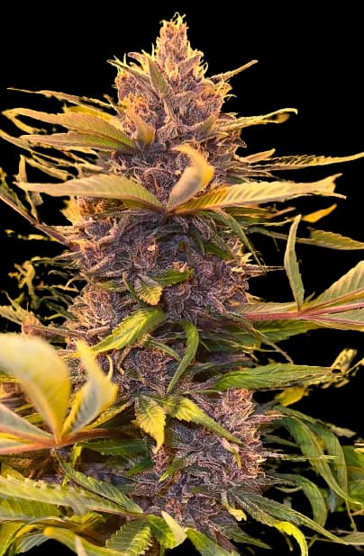 Pink Panther Feminized
