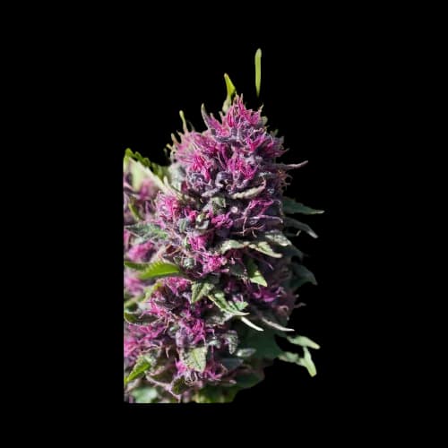Pink Pez cannabis seeds packaging — Royal King Seeds Canada