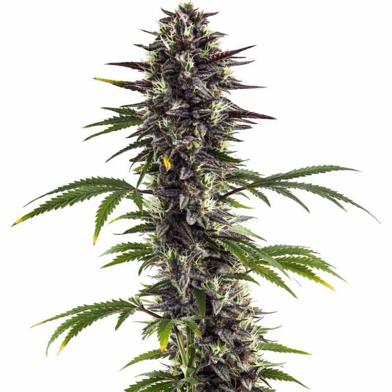 Platinum Bubba cannabis seeds packaging — Royal King Seeds Canada